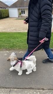 Person walking a small fluffy white dog on a pink leash along a sidewalk.