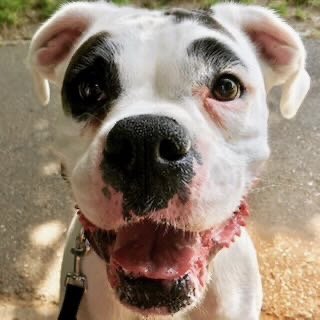 Close-up of a white dog with black spots, showing a happy expression with its tongue out.