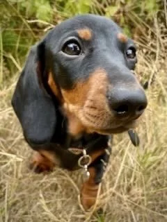 Close-up of a black and tan Dachshund in a grassy outdoor area, looking at the camera.