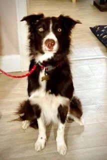 Black and white Border Collie dog sitting indoors on a wooden floor, looking at the camera with a red leash attached