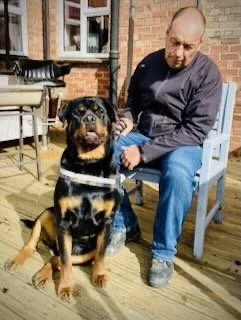 A man with a shaved head sitting outside on a wooden deck with a Rottweiler puppy and adult Rottweiler, all facing forward.