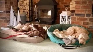 Two dogs sleeping in their beds in a living room, with a brick fireplace in the background and decorative lanterns nearby.
