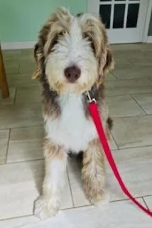 Cute fluffy dog with brown, white, and tan fur sitting on a tiled floor and wearing a pink leash.