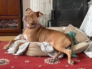 A brown dog with a purple collar lying on a dog bed near a fireplace.