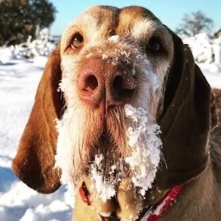 Close-up of a brown dog with snow on its face outdoors in a snowy landscape.