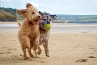 Two dogs playing on the beach, one with a tennis ball in its mouth.