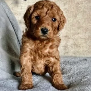 A small, curly-haired puppy sitting on a gray surface with a person's arm in the background.