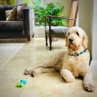 A large, light-colored dog lying on a wooden floor in a living room with a small green and blue toy nearby.