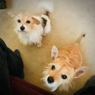 Two small fluffy dogs, one with white and tan fur and the other with light tan fur, looking up at the camera from a beige carpeted floor.