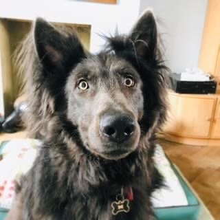 Close-up of a black and gray dog with yellow eyes indoors.