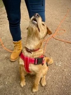 A small dog wearing a red harness sitting on the ground and looking up, with a person standing nearby wearing blue jeans and yellow boots.