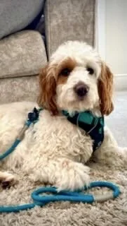 Cute dog with curly fur, sitting on the floor with a leash, near a beige couch and a wall.