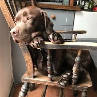 Brown dog resting its head and paws on a wooden chair in a kitchen.
