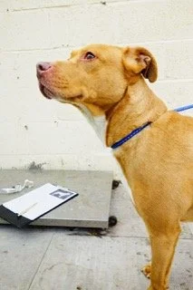 A tan dog with a blue collar sitting in front of a white brick wall, looking to the left.