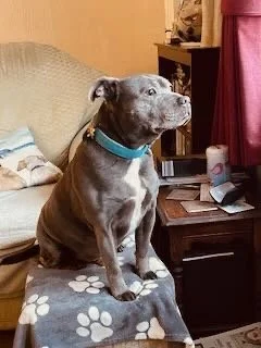 Gray pit bull dog with a blue collar sitting on a blanket on a sofa in a living room.