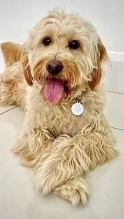 Cute, fluffy tan dog with a pink tongue hanging out, lying down on a light-colored surface, wearing a collar with a round tag.