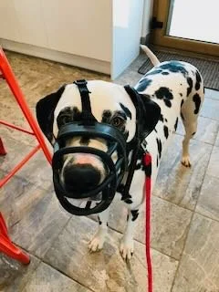 Dog with black and white spots wearing a muzzle, standing indoors on a tiled floor near a red chair.