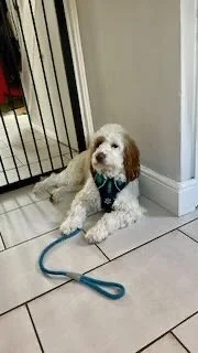 A small white and brown dog sitting on a tiled floor next to a baby gate, wearing a blue harness with a leash.