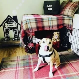 A dog sitting on a red and green plaid rug in a room with a bed, a black dog house, and a crate in the background.