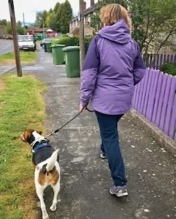 Person walking a dog on a leash along a sidewalk near purple and green fences