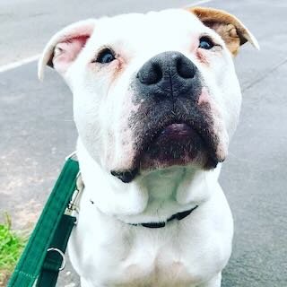 Close-up of a white dog with a black nose and brown ears, looking directly at the camera, wearing a green collar.