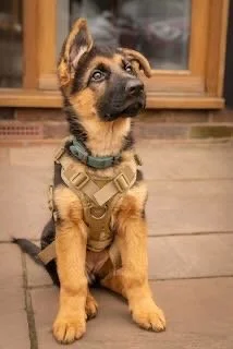 Cute German Shepherd puppy sitting on a porch with a harness, looking to the side.