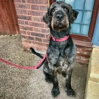 A black and gray mixed-breed dog sitting next to a brick wall and blue window, on a leash.
