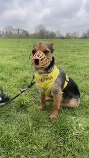 A dog wearing a yellow vest with the words 'NERVIS' on it, sitting on grass with a protective face mask covering its face.