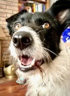 A happy black and white dog with a close-up of its face, showing its nose and open mouth, indoors with a brick wall and bookshelf in the background.