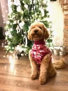 Cute small brown poodle wearing a pink sweater sitting in front of a decorated Christmas tree with white lights.