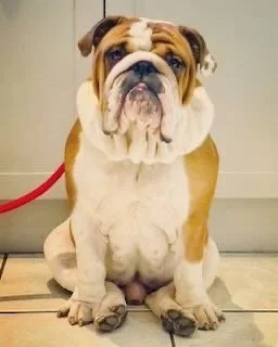 A cute, chubby English Bulldog sitting on a tiled floor with a neutral background.