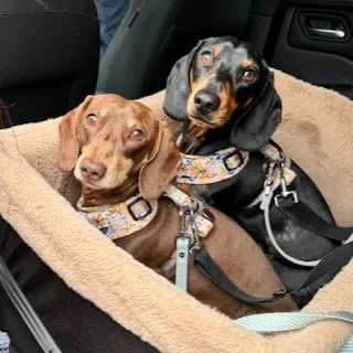 Two adorable dachshund puppies sitting together in a car seat, one with a brown coat and the other with a black and tan coat, both wearing harnesses.