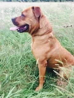 A brown dog sitting in green grass outdoors, facing left with its tongue out.
