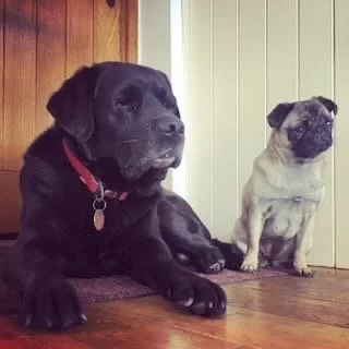 Two dogs sitting on a wooden floor near a vertical white panel wall and a wooden door.