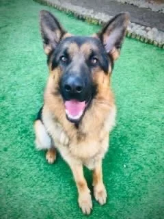 German Shepherd dog sitting on green artificial grass, looking at the camera with tongue out.