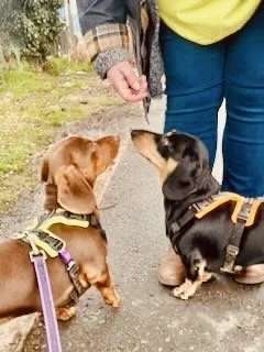 Two dogs, one brown and one black with tan markings, are sitting on the ground facing each other, with a person standing behind them. The dogs are wearing harnesses, and the person is wearing a yellow top and blue jeans.