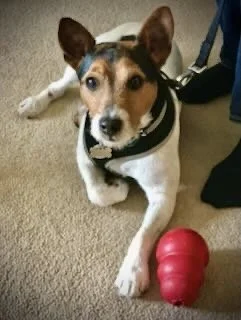 A small dog with a black, white, and tan coat lying on a beige carpet, looking at the camera with a red toy in front.