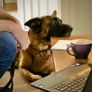 A German Shepherd dog sitting at a table, looking at a laptop and a cup, with a person nearby.