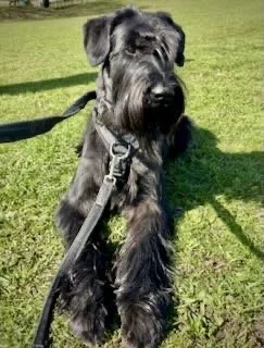 Black Schnauzer puppy sitting on grass with a leash