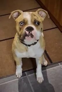 A tan and white dog with blue eyes sitting on a tiled floor, looking up at the camera.