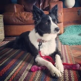 A black and white dog with upright ears lying on a multicolored rug in a living room, with a brown leather couch and green rug in the background.