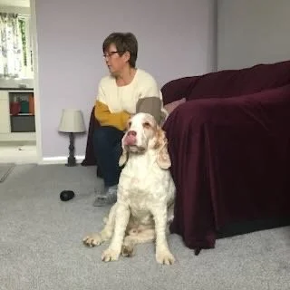 A woman sitting on a couch with a large white and tan dog in front of her in a living room.