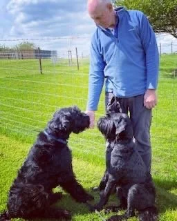 Man in blue shirt interacting with two black puppies outside in a grassy area.