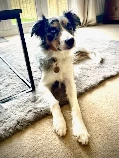 Cute puppy with black, white, and brown fur lying indoors on a carpet, looking at the camera.