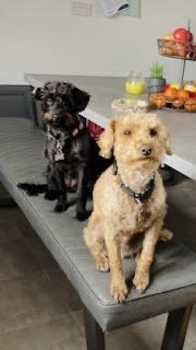 Two small dogs sitting on a gray cushion in a kitchen with a white countertop and a tiered tray of apples and lemons in the background.