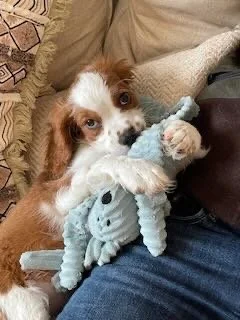 Cavalier King Charles Spaniel puppy playing with a plush toy on a person's lap, on a beige couch.