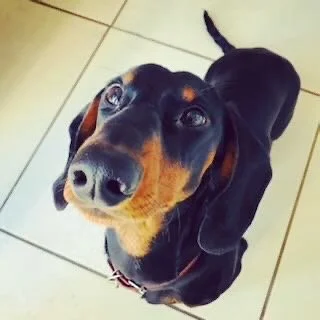 A black and tan Dachshund looking up on a tiled floor.