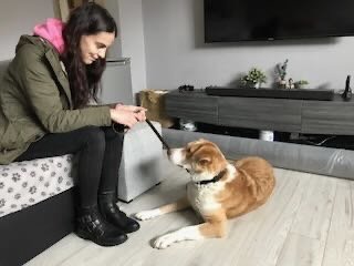 A woman sitting on a couch interacts with a large, fluffy, golden-brown dog lying on the floor indoors.