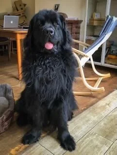 A large black dog sitting indoors with its tongue out, in a room with wooden flooring and furniture.
