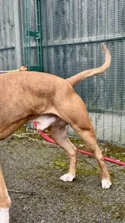 Dog standing outside near a metal fence with its head lowered, tail up, and leash on the ground.